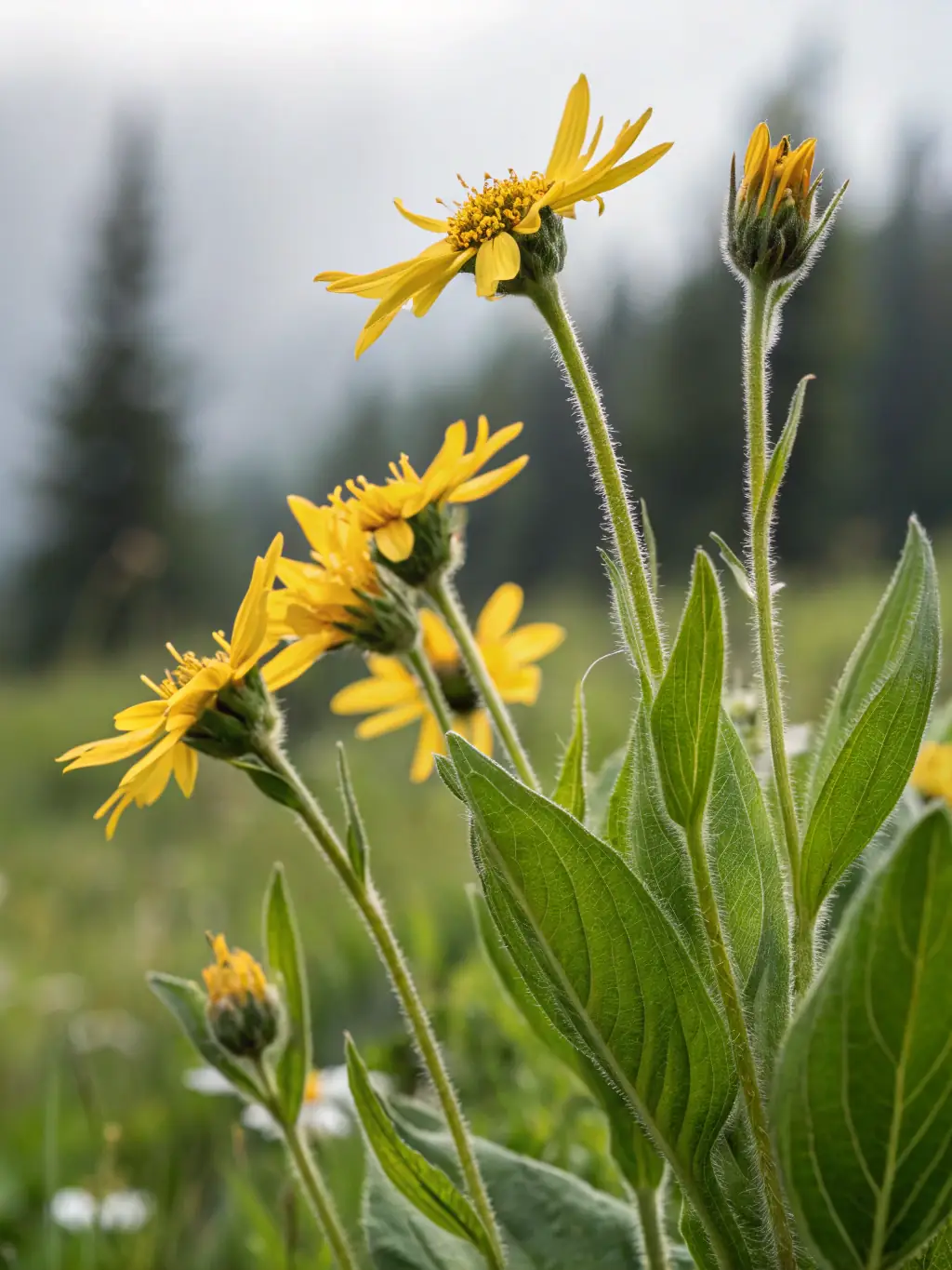 Close-up shot of vibrant, freshly harvested echinacea flowers, showcasing their natural beauty and potent medicinal properties, used in VitalBrew's immunity-boosting tea.